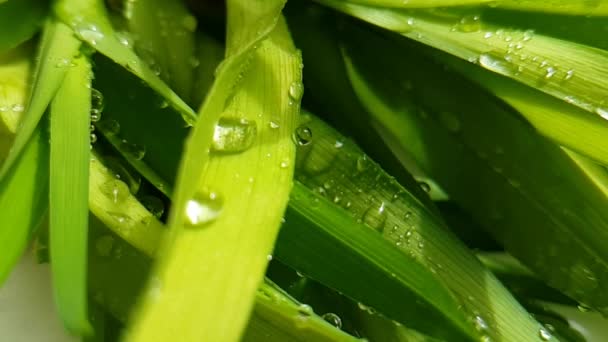 Gras Waterdruppels Blad Langzame Motie — Stockvideo