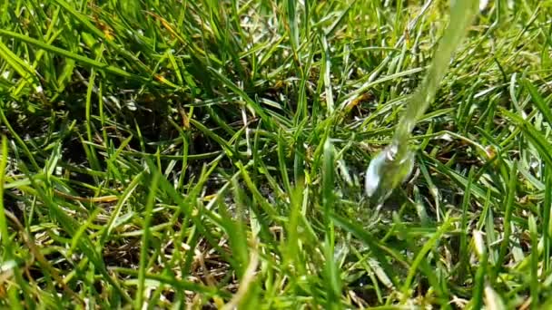 夏の草 スローモーション撮影 水滴します — ストック動画