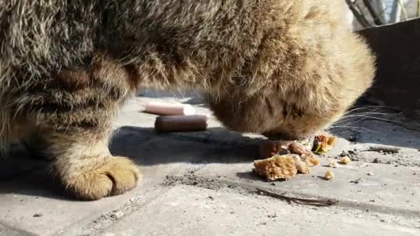 Gato Sem Teto Come Rua — Vídeo de Stock