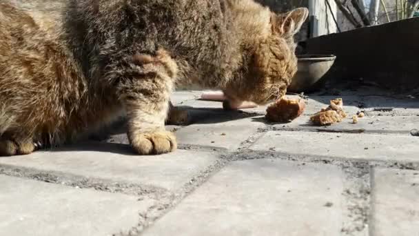 Sokakta Evsiz Kedi Yiyor — Stok video