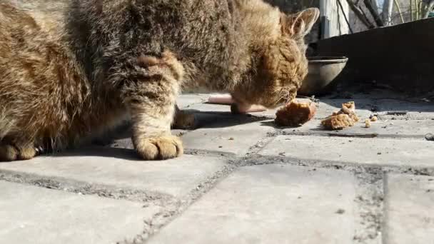 Gato Sem Teto Come Rua — Vídeo de Stock