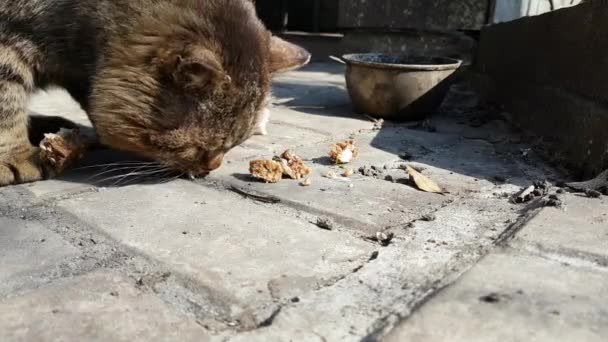 Hemlösa Katten Äter Gatan — Stockvideo