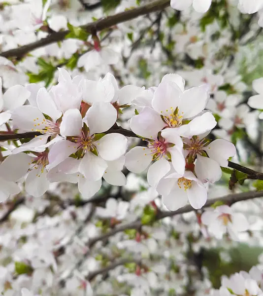 Cherry Blossom Background Spring — Stock Photo, Image