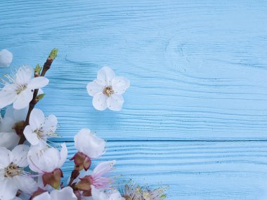 mavi ahşap arka planda çiçekleme kiraz dalı,