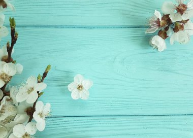 mavi ahşap arka planda çiçekleme kiraz dalı,