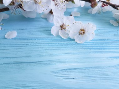 mavi ahşap arka planda çiçekleme kiraz dalı,