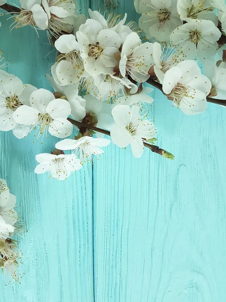 Mavi Ahşap Arka Planda Çiçekleme Kiraz Dalı — Stok fotoğraf