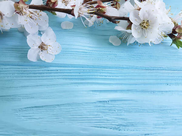 branch of blossoming cherry, on a blue wooden background