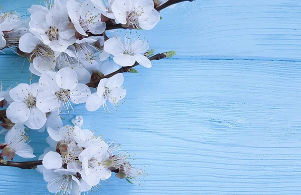 Mavi Ahşap Arka Planda Çiçekleme Kiraz Dalı — Stok fotoğraf
