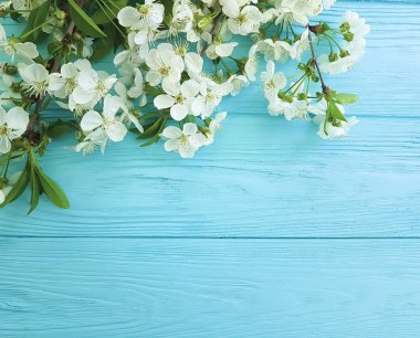 ahşap arka plan mavi bir dalda kiraz çiçeği