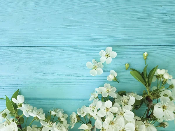 Ahşap Arka Plan Mavi Bir Dalda Kiraz Çiçeği — Stok fotoğraf