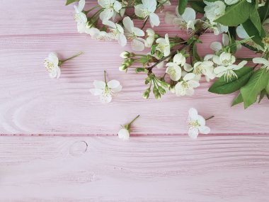 pembe ahşap arka planda çiçekleme kiraz dalı, bahar