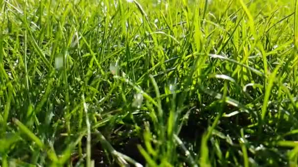 水が滴る緑の若い濡れた草 — ストック動画