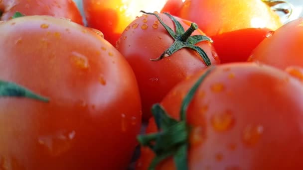 Sabrosos Tomates Rojos Hierbas Frescas Vertidas Con Agua Fría Fresca — Vídeos de Stock