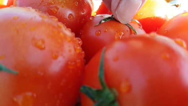 Tomates Rouges Savoureuses Herbes Fraîches Versées Avec Eau Froide Fraîche — Video