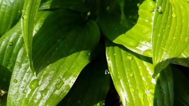 Verde Hierba Húmeda Joven Goteando Agua — Vídeo de stock