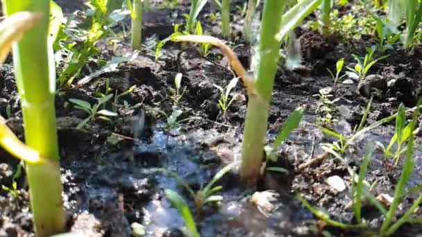 Vert Jeune Herbe Humide Égouttant Eau — Video