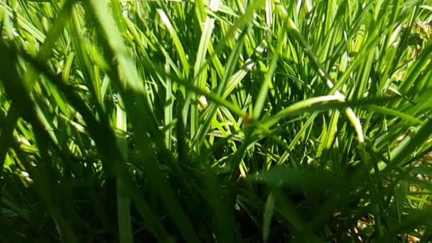 Grün Junges Nasses Gras Tropft Wasser — Stockvideo