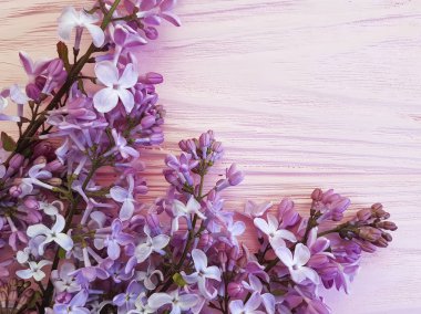 Leylak çiçeği pembe ahşap arka plan üzerinde