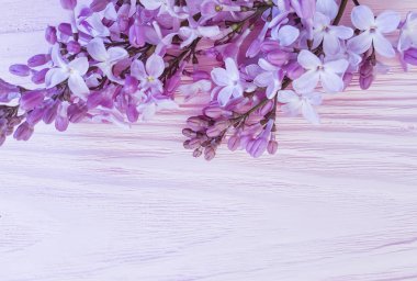 Leylak çiçeği pembe ahşap arka plan üzerinde