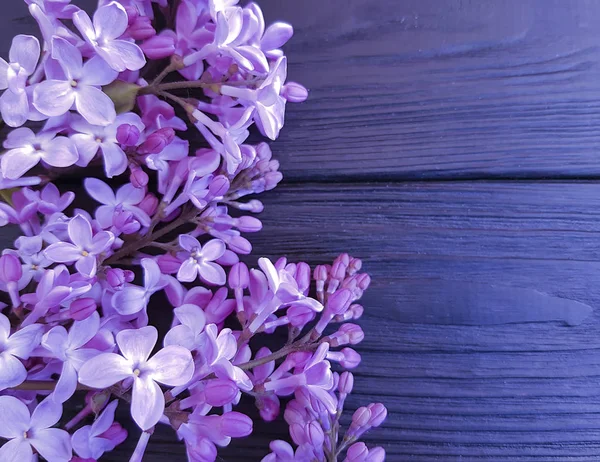 Lila Bloemen Een Donkere Blauwe Houten Achtergrond — Stockfoto