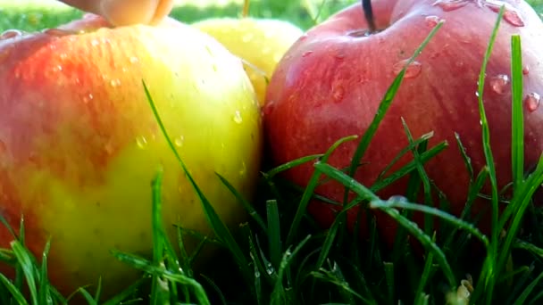 Яблуко Червоне Рука Бере Літній Повільний Рух Трава — стокове відео