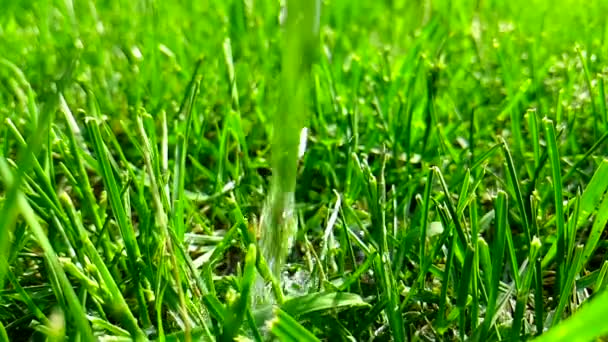 herbe à l'eau au ralenti 