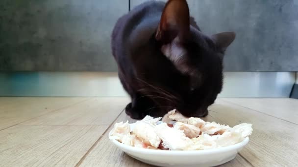 Gato Está Comiendo Carne Del Plato — Vídeo de stock