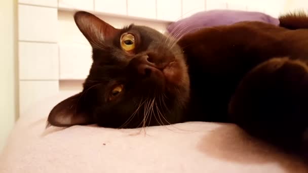 Кіт Лежить Ліжку Повільний Рух — стокове відео