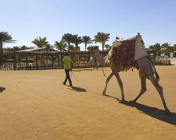 Novembre 2019 Egypte Hurghada Homme Avec Chameau Hotel Long Beach — Photo