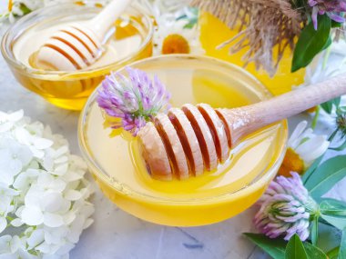 Taze bal papatya çiçeği, çimentoda yonca