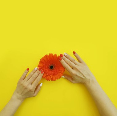 Kadın eli manikürü Gerbera çiçeği renkli bir arka planda