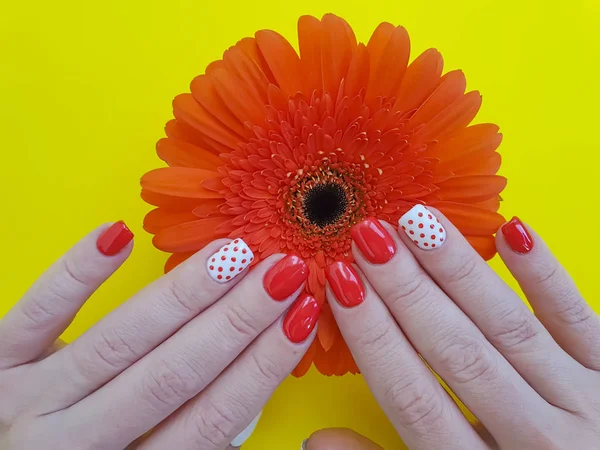 Feminino Mão Manicure Gerbera Flor Fundo Colorido — Fotografia de Stock