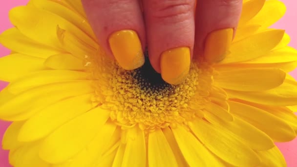 Mão Feminina Bela Manicure Gerbera Flor — Vídeo de Stock