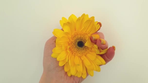 Kvinnlig Hand Vacker Manikyr Gerbera Blomma — Stockvideo