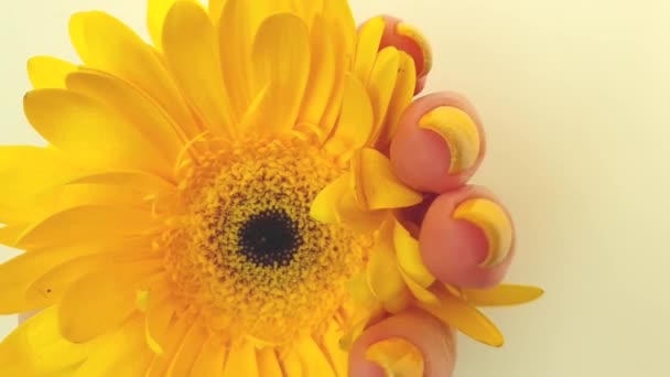 女性の手美しいマニキュアガーベラの花 — ストック動画