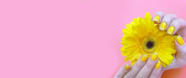 renkli bir arka plan üzerinde kadın elleri manikür gerbera çiçek