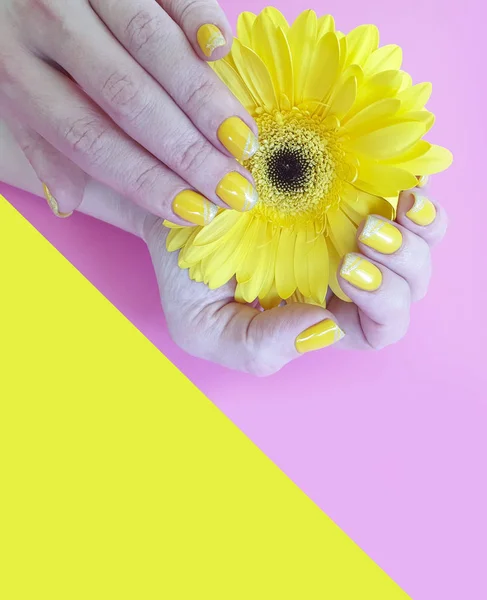 Manos Femeninas Manicura Gerbera Flor Sobre Fondo Color — Foto de Stock