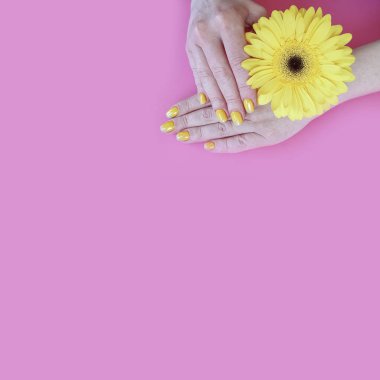 renkli bir arka plan üzerinde kadın elleri manikür gerbera çiçek