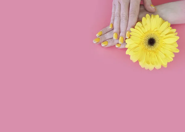 Manos Femeninas Manicura Gerbera Flor Sobre Fondo Color — Foto de Stock