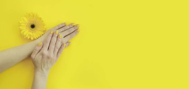 renkli bir arka plan üzerinde kadın elleri manikür gerbera çiçek