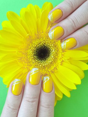 renkli bir arka plan üzerinde kadın elleri manikür gerbera çiçek