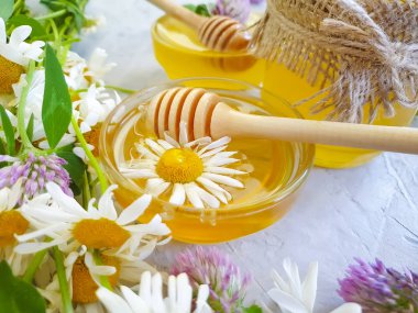 Taze bal papatya çiçeği, çimentoda yonca