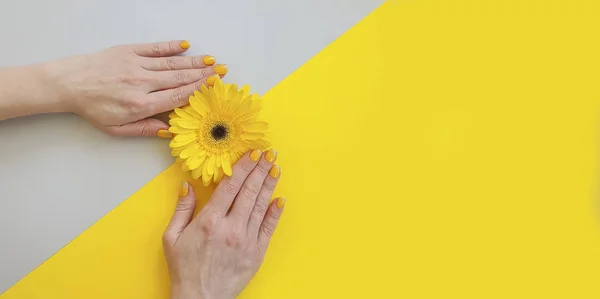 Mano Femenina Hermosa Flor Gerbera Manicura Sobre Fondo Color — Foto de Stock