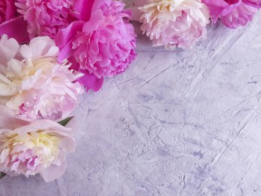 Beton zemin üzerinde taze şakayık çiçeği