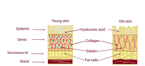 Die Anatomische Struktur Der Haut Hautalterung — Stockfoto