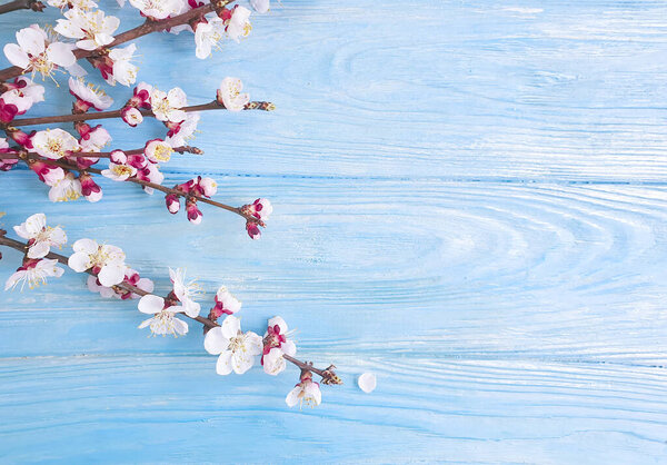 blooming cherry on a wooden background
