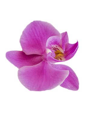 Beyaz arkaplanda izole edilmiş orkide çiçeği