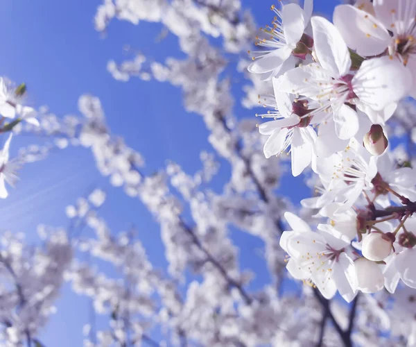 Fiore Ciliegio Fiore Contro Cielo — Foto Stock