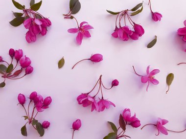 Beyaz arkaplanda manolya çiçeği deseni